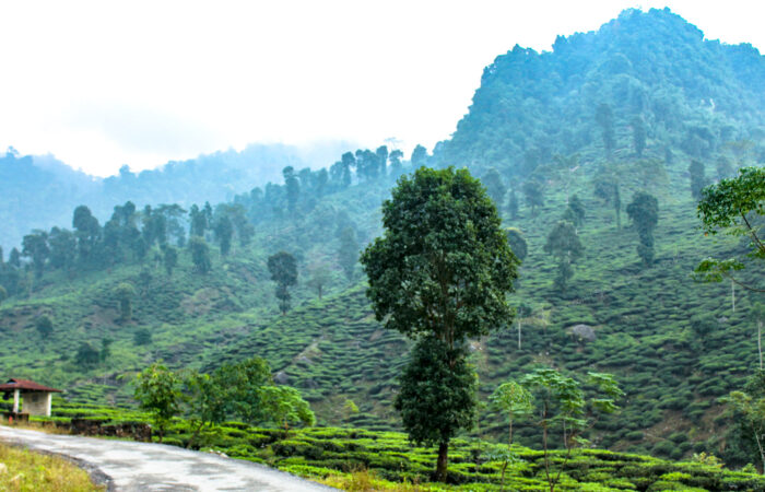 A-day-trip-to-foggy-terrain-of-Bengal-dooars - Abokash Images