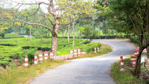 A wavy pathway between a tea garden at Samsing - Kumai - Rupashi Bangla - Abakash images