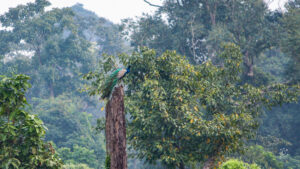 The elegant peacock on a leafless tree in the foggy morning at Neora Jungle Camp - Dooars - Abokash images