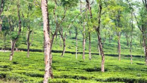 Fresh aroma of a wet tea garden of Bengal-Samsing - Abakash images