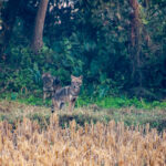 Indian Grey Jackal in a Foggy Paddy Field, Midnapore Winter Morning - Abokash images