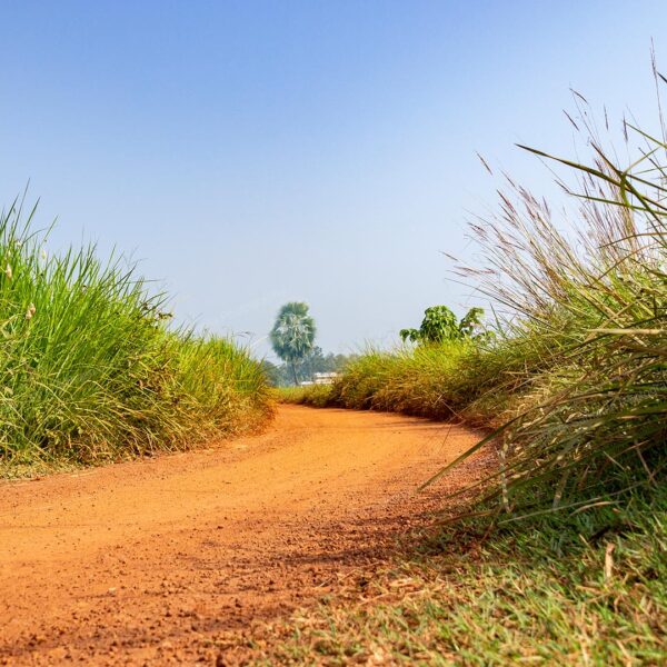 Red-soil-path-covered-with-kash-ful-through-the-paddy-field-eco-tourism - Abokash Images