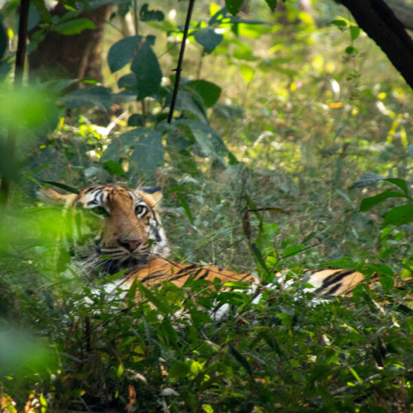 Royal-Bengal-tiger-male-spotted-at-dense-forest-while-taking-rest-after-lunch - Abokash Images