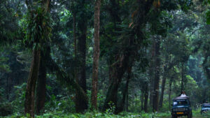 Tourists on adventure safari in a murky forest on a foggy morning at Gorumara National Park - Dooars - Abokash images